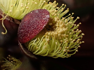 P8114261a.jpg